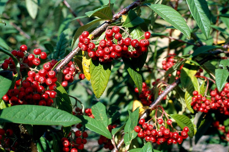 Bring colour to your garden with berrying shrubs / RHS Gardening