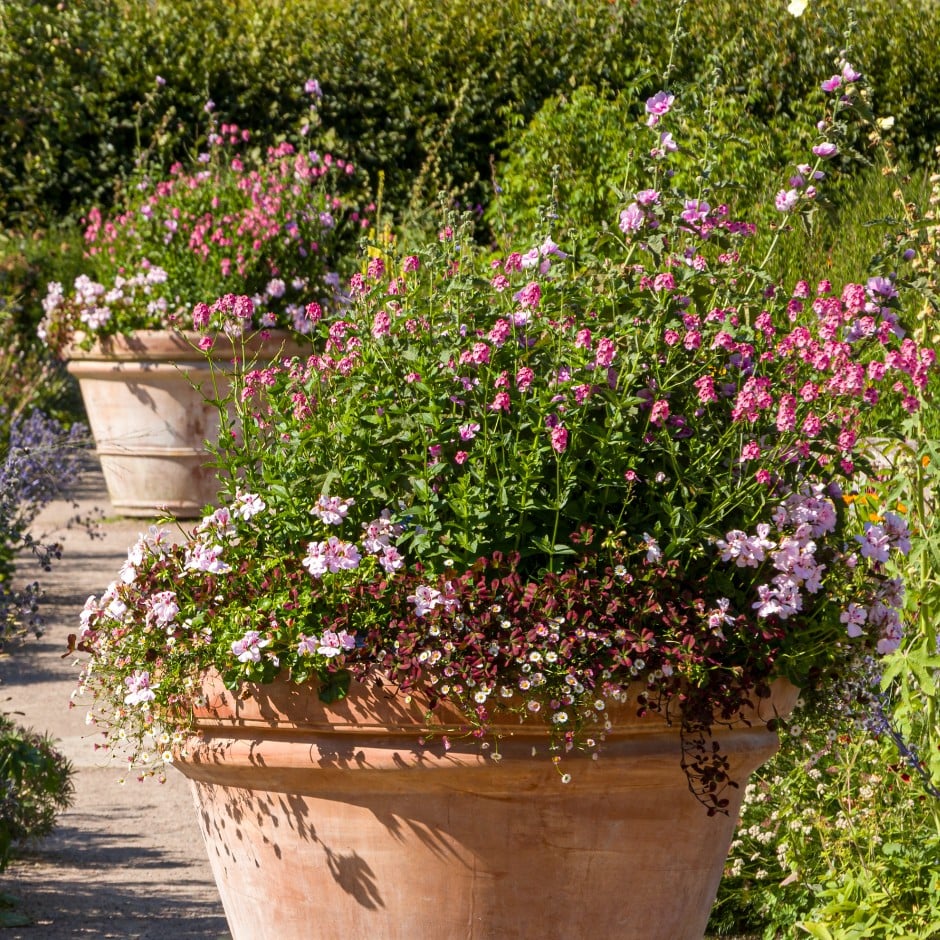 Bedding plants and displays / RHS Gardening