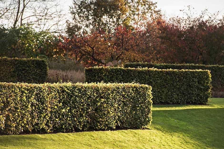 How to grow hedges / RHS Gardening