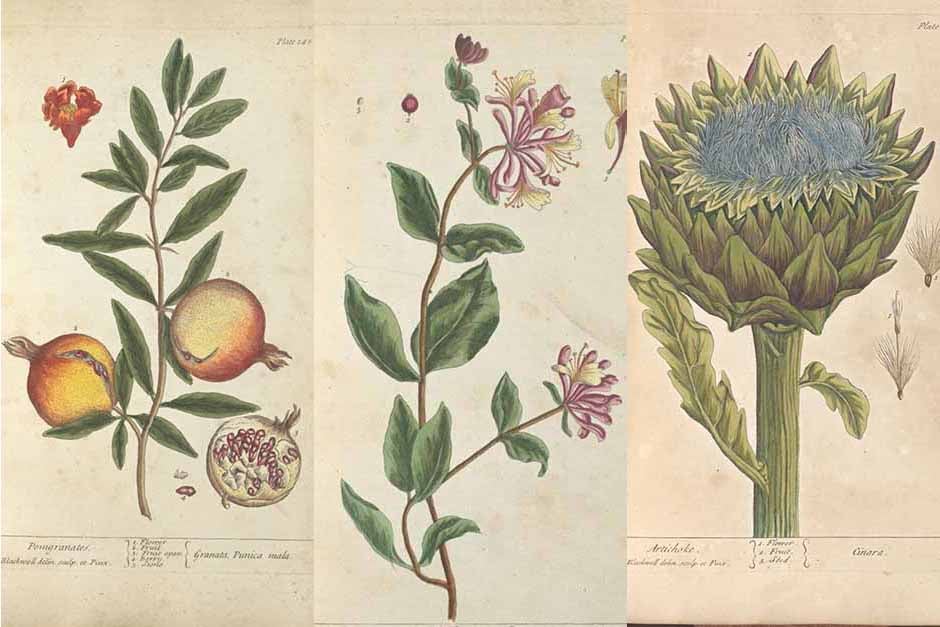 Elizabeth Blackwell’s Curious Herbal