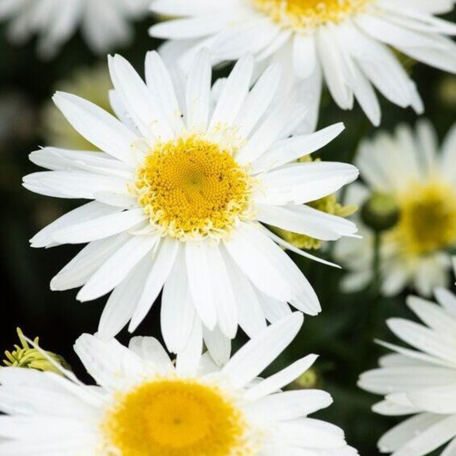 <i>Leucanthemum</i> flower all summer long and are great for pollinators