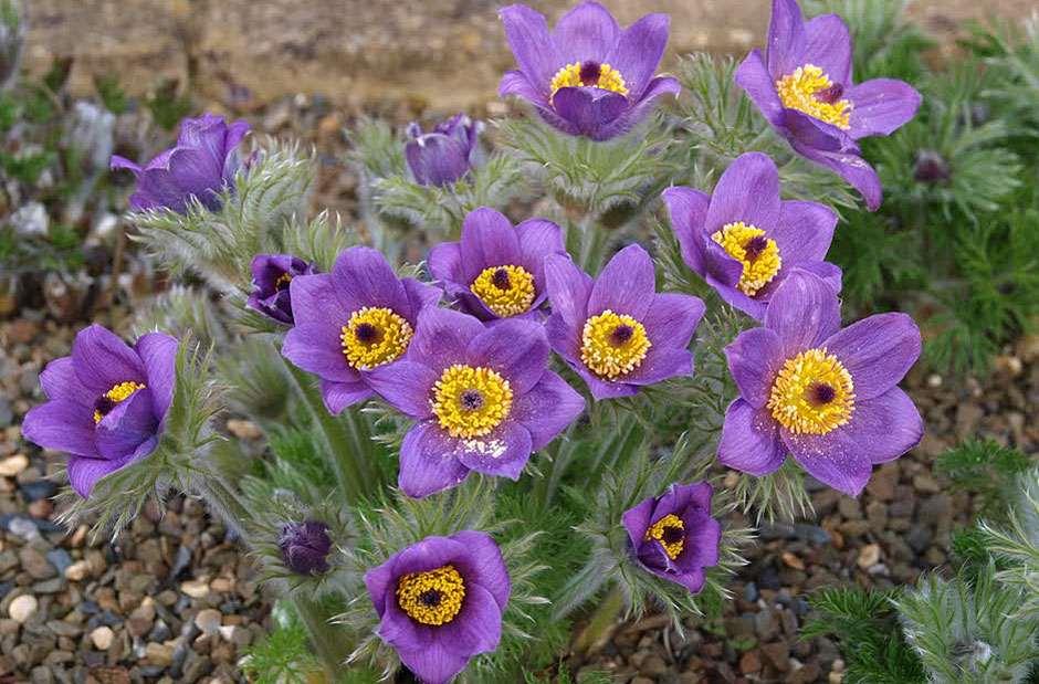 British plants and flowers