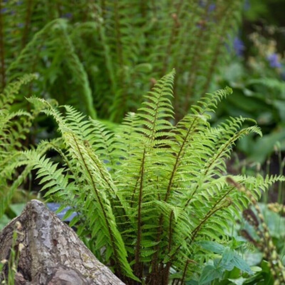 Many ferns are suited to damp shade