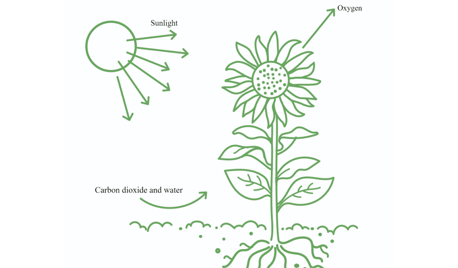 How plants use light to grow RHS Gardening