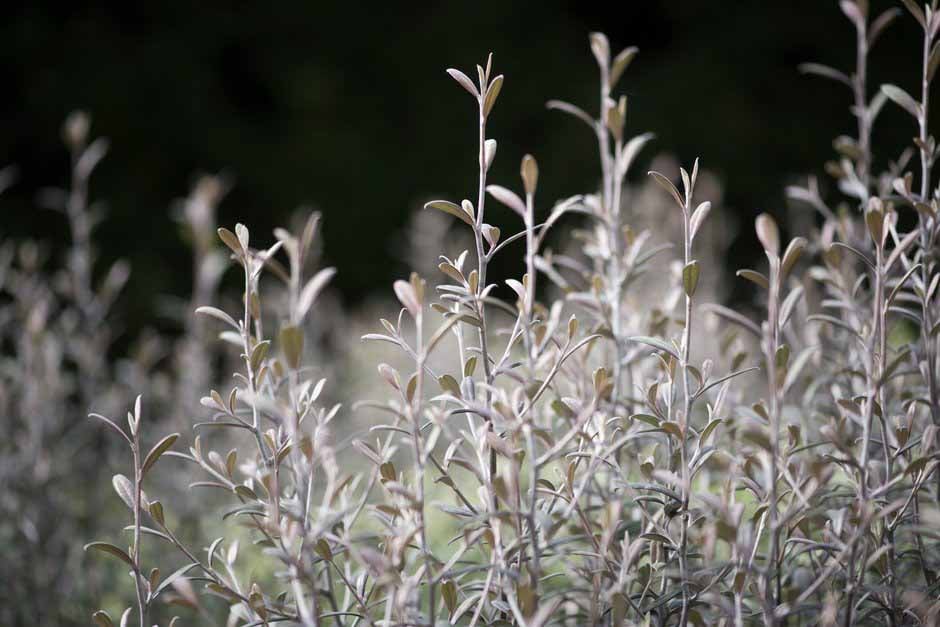 Plants in the Garden