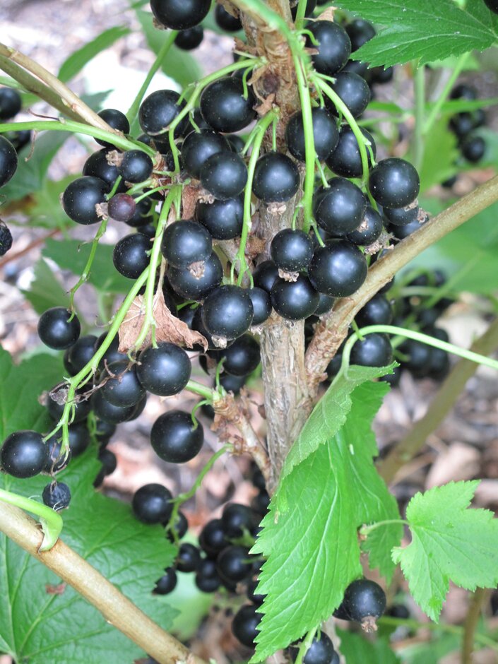 Blackcurrant deals