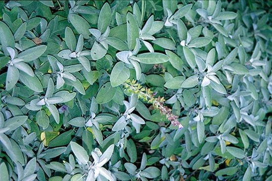 How To Grow And Care For Sage In 5 Easy Steps