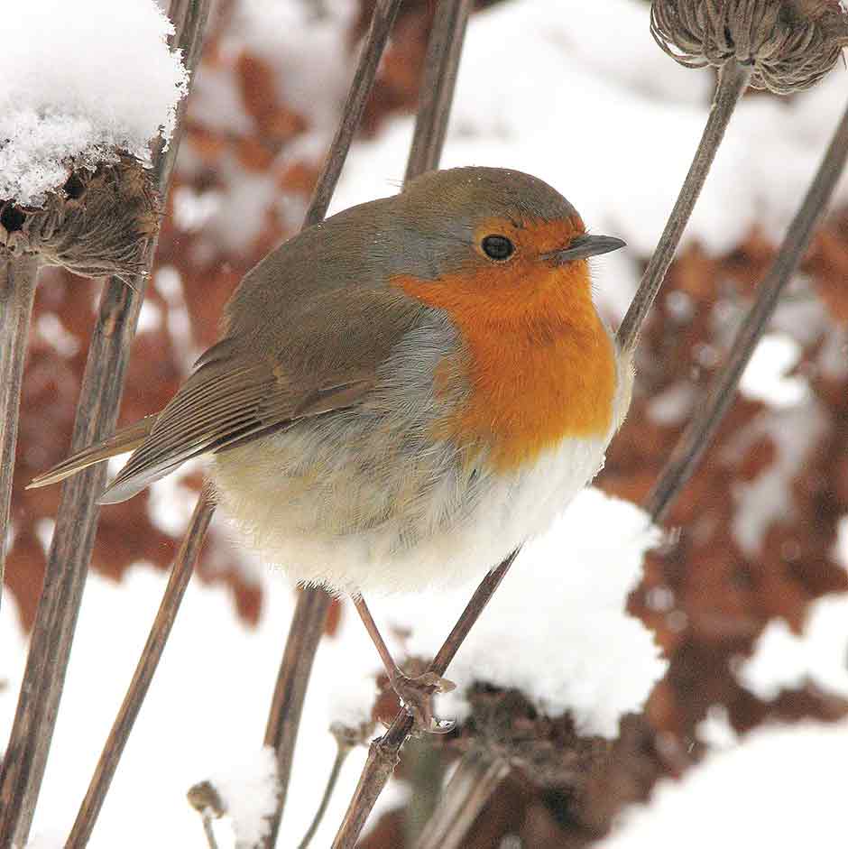 Robin in winter