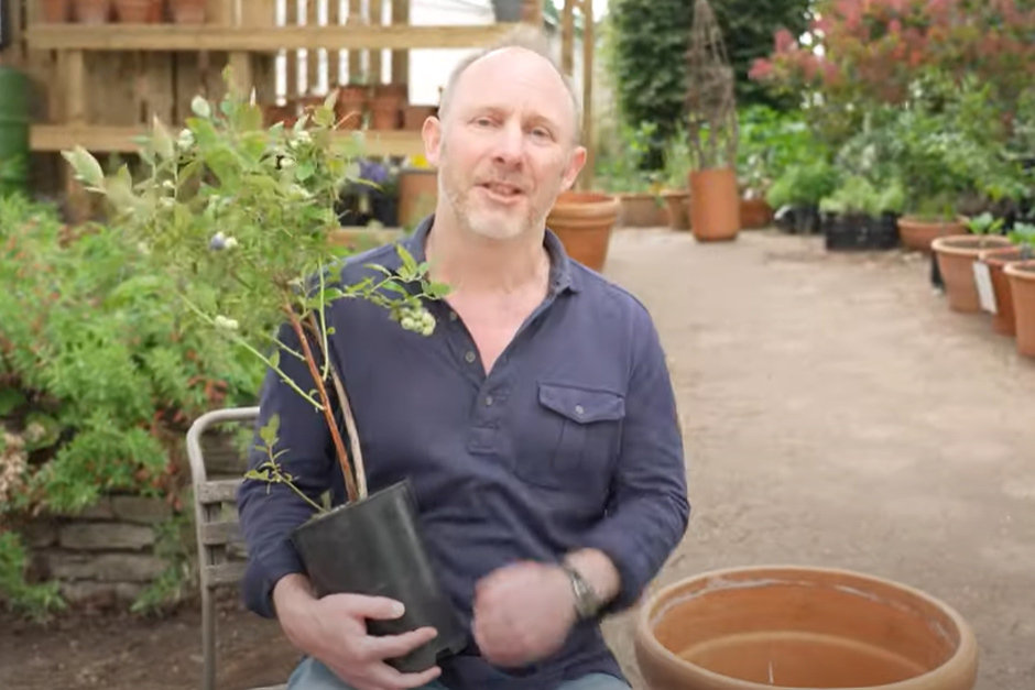 How to grow your own blueberries