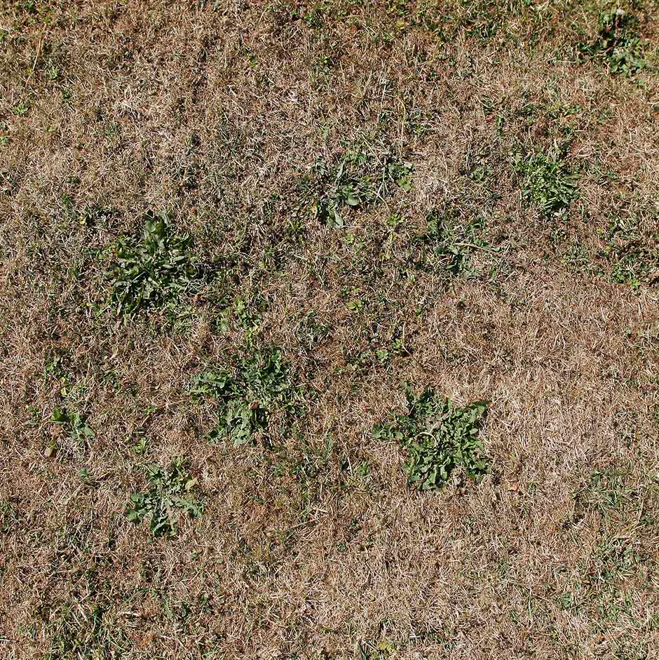 If your lawn is parched, dont be tempted to water – it will soon recover once rain arrives