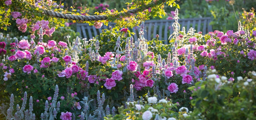 Discover the best roses at RHS Gardens / RHS Gardening