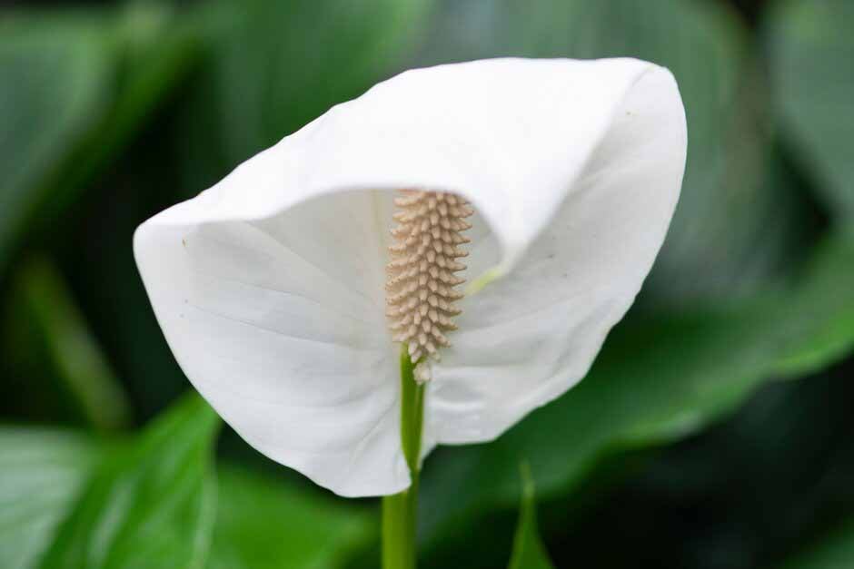 Peace lily