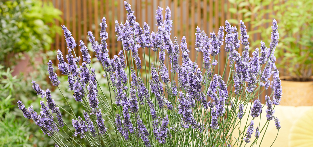 Sensational! Lavender, Lavandula x Intermedia - Plant