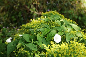 Identify Common Weeds Rhs Gardening