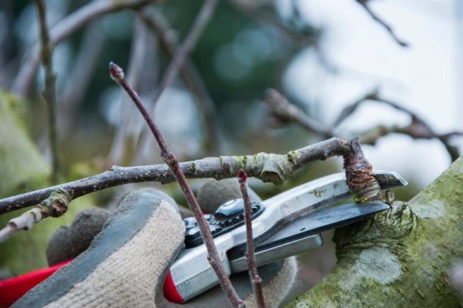 Pruning damaged wood out of an apple tree using secateurs