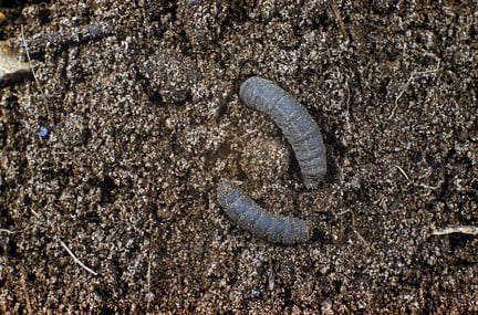 Worm Casts In Lawns Rhs Gardening