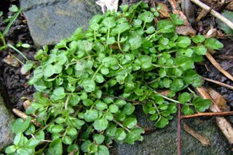 Identify Common Weeds Rhs Gardening